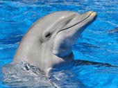 Swim with dolphin small 170